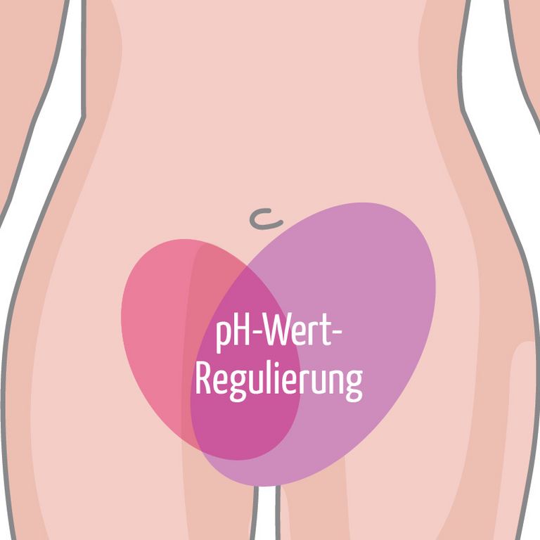 Grafische Darstellung von Laktobazillen im weiblichen Urogenitaltrakt zur pH-Wert-Regulierung.